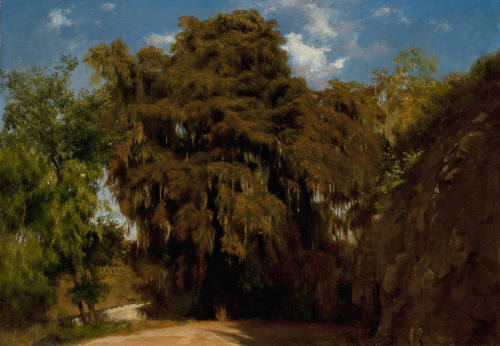 Ahuehuetes de Chapultepec