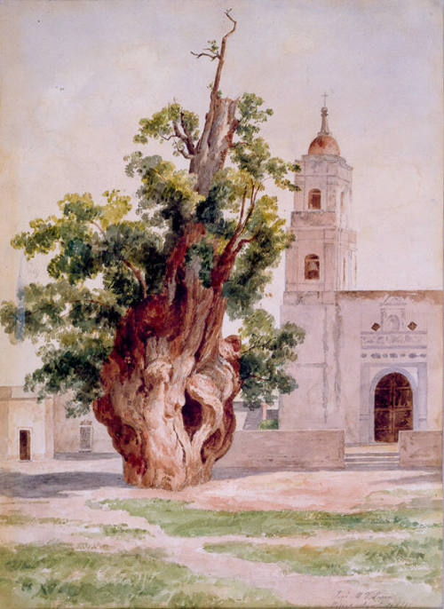 Árbol de la Noche Triste