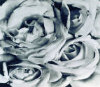 Rosas. Impresión de negativo donado por Vittorio Vidali. Fototeca INAH.