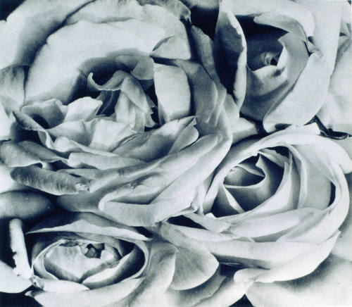 Rosas. Impresión de negativo donado por Vittorio Vidali. Fototeca INAH.