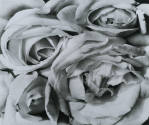 Rosas. Impresión de negativo original del Comitato Tina Modotti. Trieste, Italia.