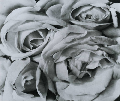 Rosas. Impresión de negativo original del Comitato Tina Modotti. Trieste, Italia.