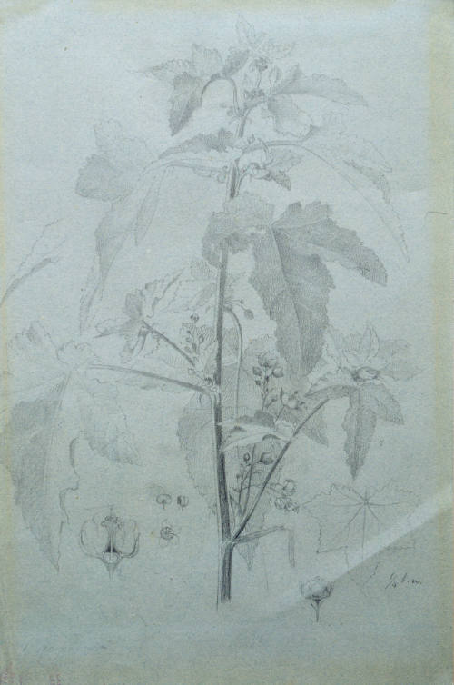 Estudio de follaje,  21 de agosto de 1903