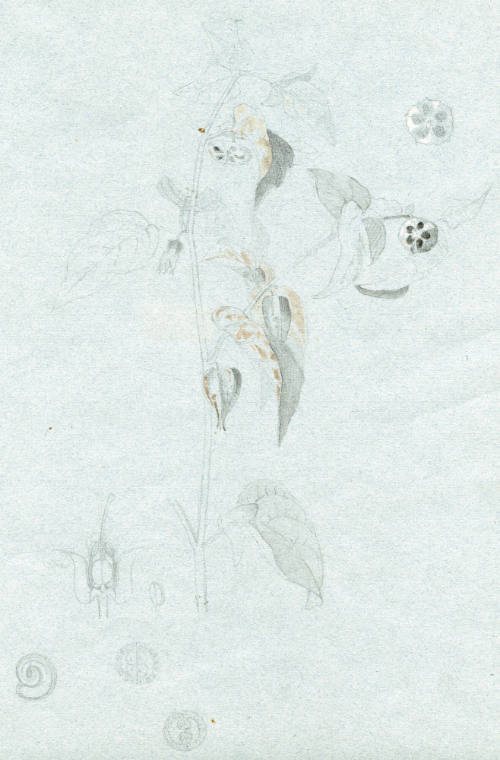 Estudio de hojas y frutos