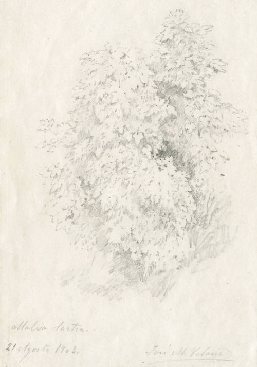 Estudio de árboles, 21 de agosto de 1903