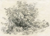Estudio de un arbusto