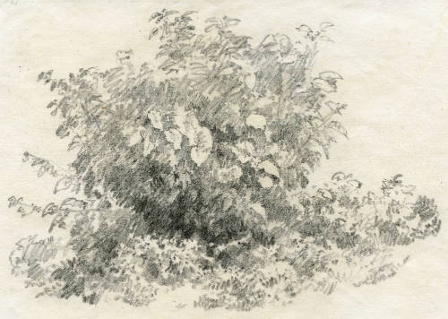 Estudio de un arbusto