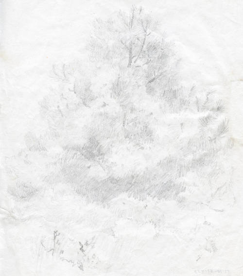 Estudio de un árbol