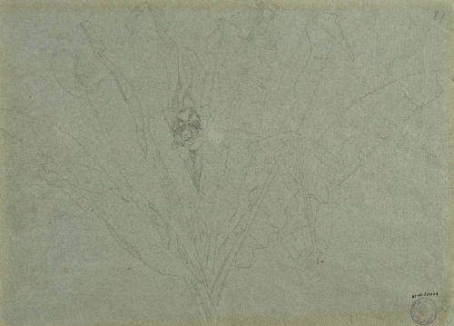 Estudio de hojas de plátano