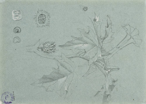 Estudio de hojas y frutos