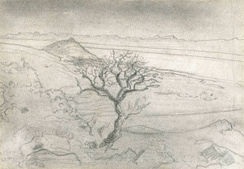 Árbol seco en el valle