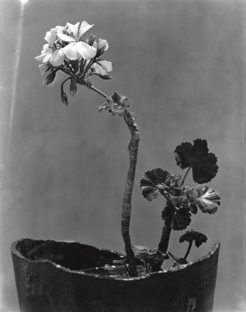 Maceta con geranios. Impresión de negativo donado por Vittorio Vidali. Fototeca INAH.