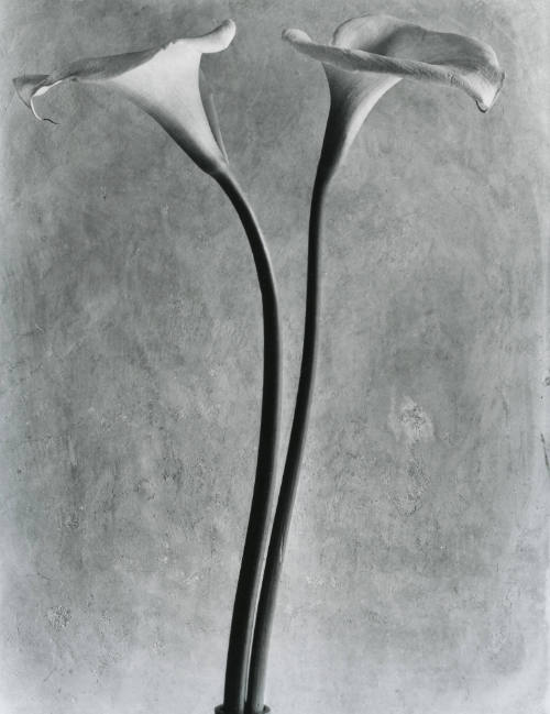 Dos alcatraces. Impresión de negativo donado por VittorioVidali. Fototeca INAH.