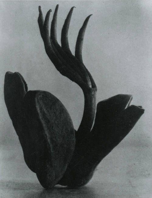 Flor de manita. Impresión de negativo donado por Vittorio Vidali. Fototeca INAH.