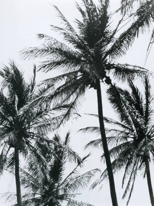 Palmeras. Impresión de negativo original del Comitato Tina Modotti. Trieste, Italia.