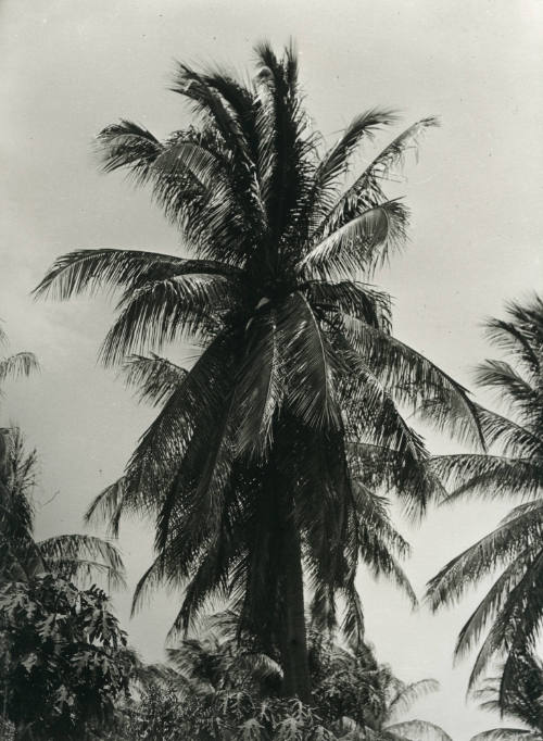 Palmeras. Impresión de negativo original del Comitato Tina Modotti. Trieste, Italia.