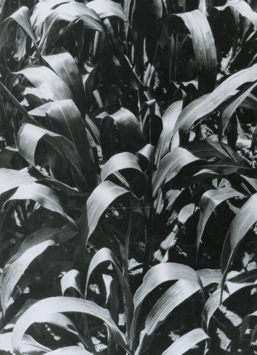 Maizal. Impresión de negativo donado por Vittorio Vidali. Fototeca INAH.