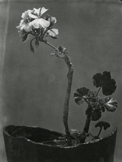 Maceta con geranios. Impresión de negativo original del Comitato Tina Modotti. Trieste, Italia.