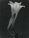 Dos lirios. Impresión de negativo donado por Vittorio Vidali. Fototeca INAH.