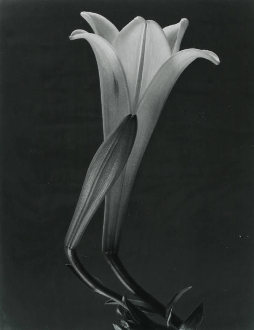 Dos lirios. Impresión de negativo donado por Vittorio Vidali. Fototeca INAH.