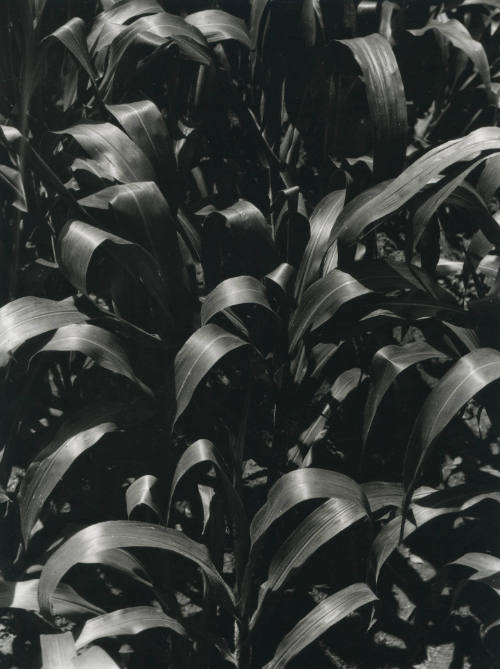 Maizal. Impresión de negativo original del Comitato Tina Modotti. Trieste, Italia.