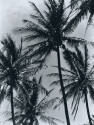 Palmeras. Impresión de negativo donado por Vittorio Vidali. Fototeca INAH.