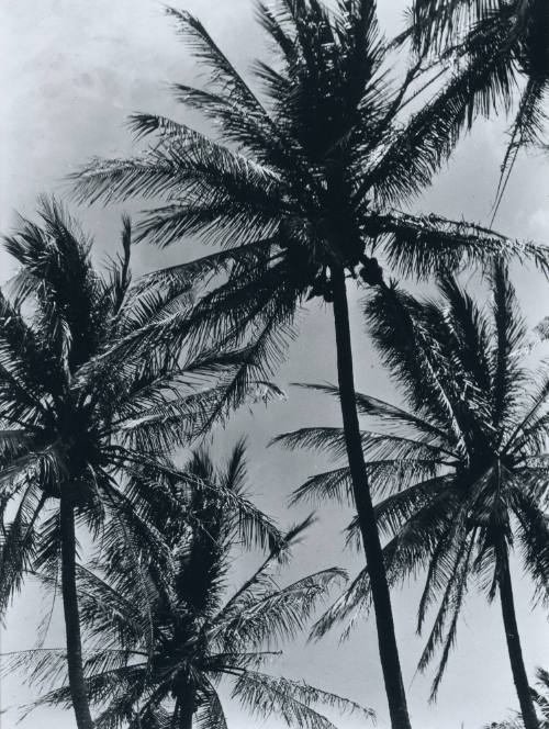 Palmeras. Impresión de negativo donado por Vittorio Vidali. Fototeca INAH.