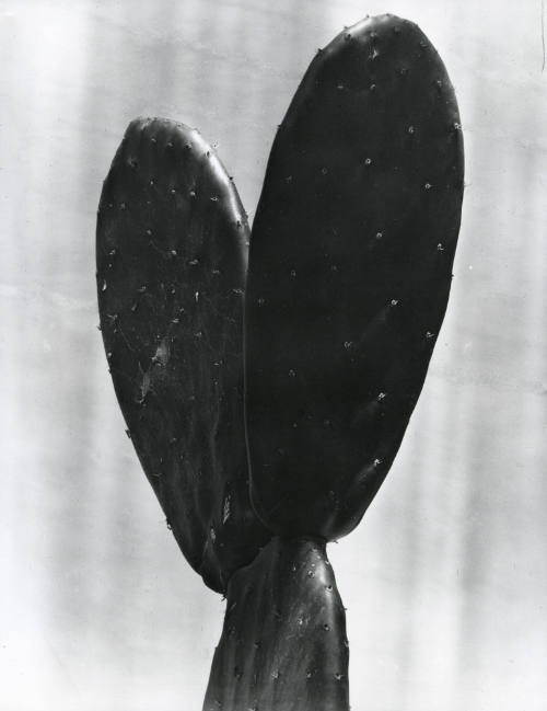 Dos pencas (Nopal). Impresión de negativo donado por Vittorio Vidali. Fototeca INAH.