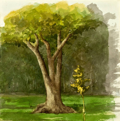 Sin título (Árbol)