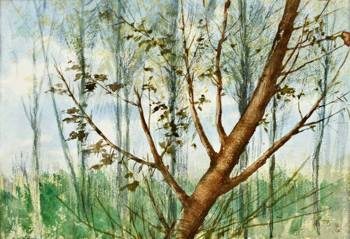 Sin título (Bosque)