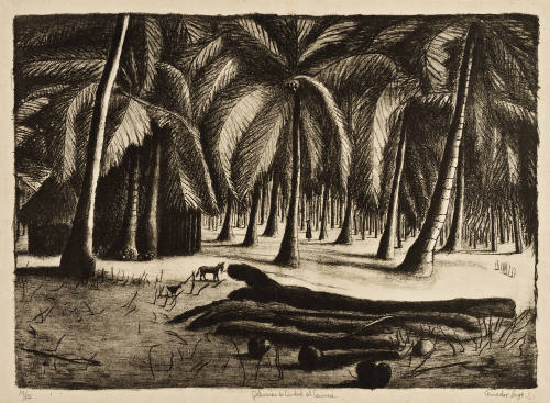 Palmeras de Ciudad de Carmen