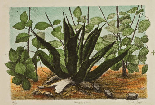 Maguey y plantas