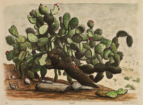 Nopal