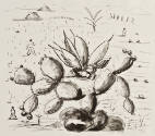 Paisaje con nopal