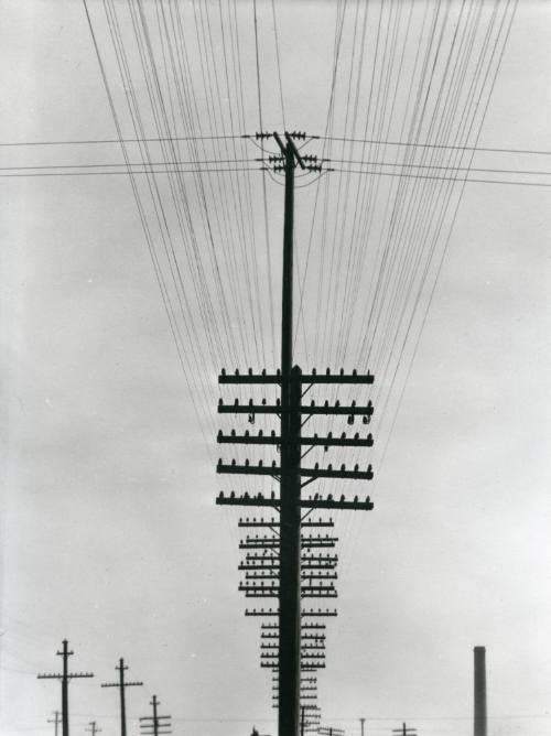 David Álvarez Lopezlena