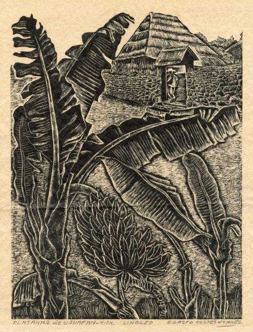 Plátanos (Platanar de Ururapan Michoacán)