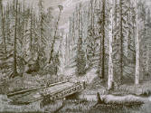 Puente en el bosque