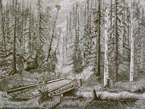 Puente en el bosque
